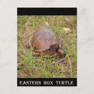 Cartão Postal Eastern Box Turtle (Carolina do Norte e Tennessee)