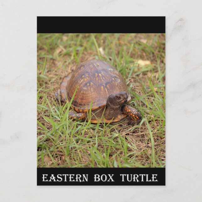 Cartão Postal Eastern Box Turtle (Carolina do Norte e Tennessee) (Frente)
