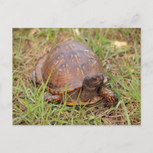 Cartão Postal Eastern Box Turtle (Carolina do Norte e Tennessee)