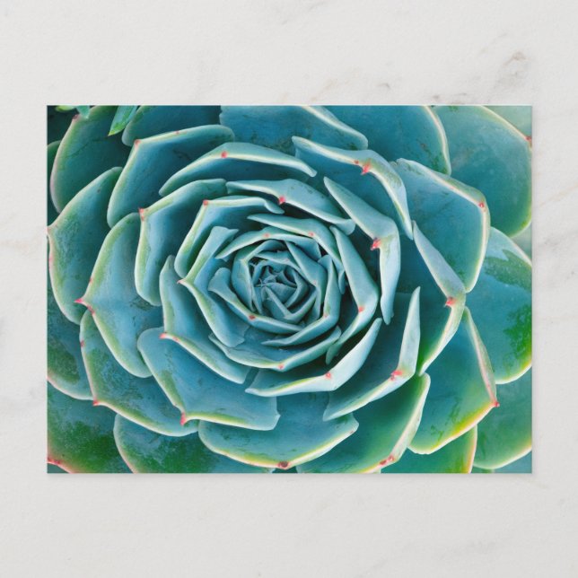 Cartão Postal Echeveria Rosette, Secret Garden of Marrakech (Frente)