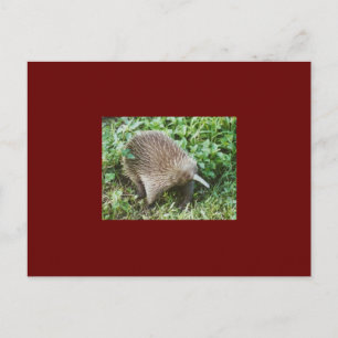 CARTÃO POSTAL ECHIDNA