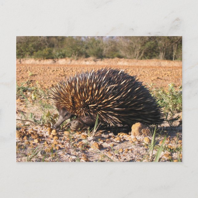 Cartão Postal Echidna Encontrando Comida No Solo (Frente)