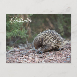 Cartão Postal Echidna, Espiny Anteater, Austrália