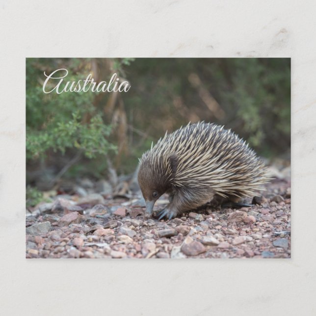 Cartão Postal Echidna, Espiny Anteater, Austrália (Frente)
