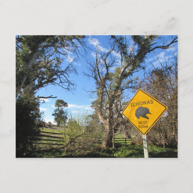 Cartão Postal echidnas à frente (Frente)