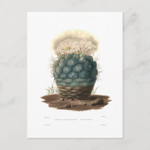 Cartão Postal Echinocactus