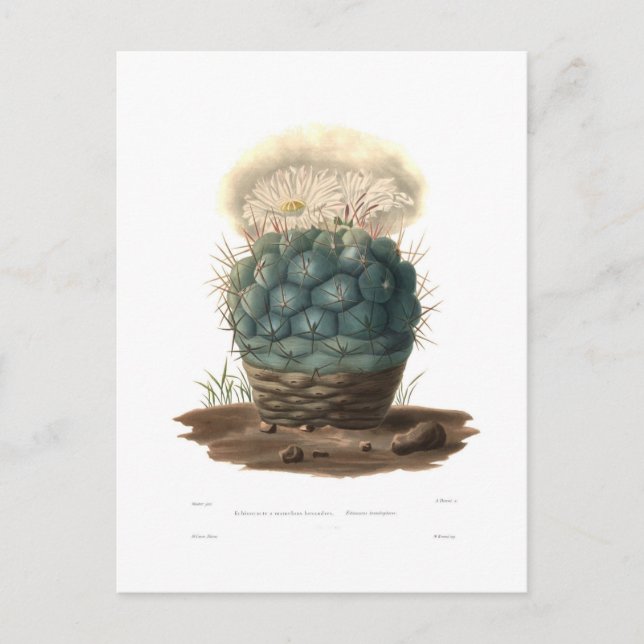 Cartão Postal Echinocactus (Frente)