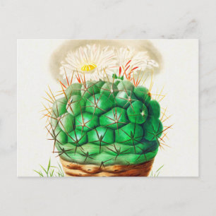 Cartão Postal Echinocactus Cactus vintage