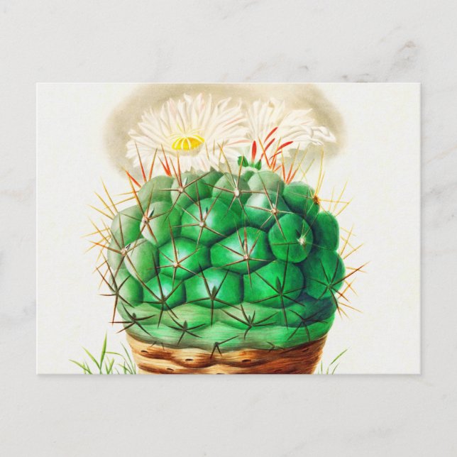 Cartão Postal Echinocactus Cactus vintage (Frente)