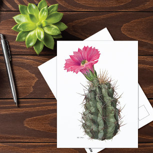 Cartão Postal Echinocereus Cactus Mary Emily Eaton