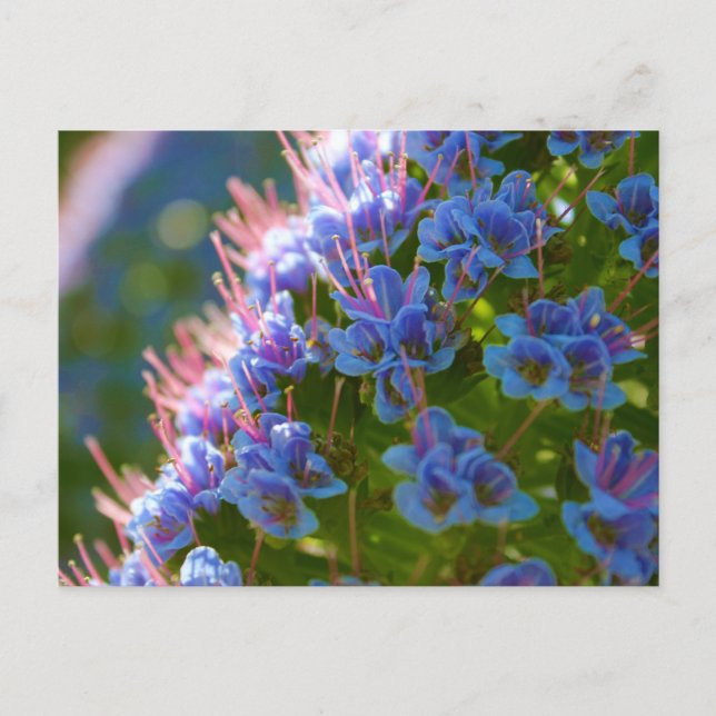 Cartão Postal Echium Candicans (Frente)