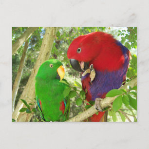 Cartão Postal Eclectus Pair