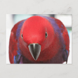 Cartão postal Eclectus parrot