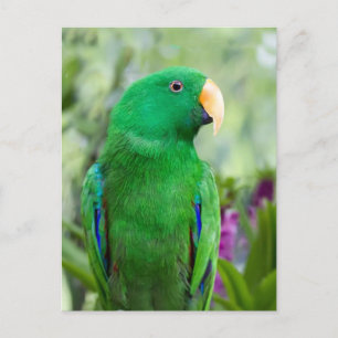 Cartão Postal Eclectus Parrot Male