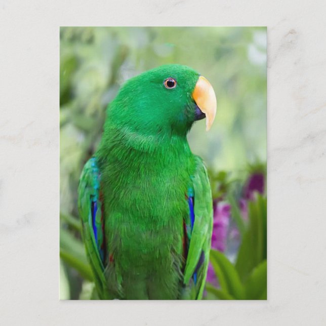 Cartão Postal Eclectus Parrot Male (Frente)