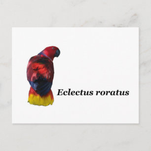 Cartão postal Eclectus roratus