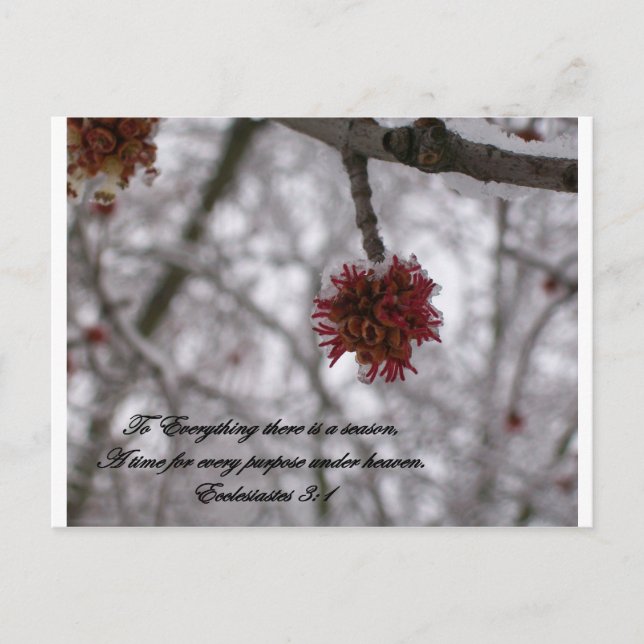 Cartão Postal Eclesíastos 3:1 (Frente)