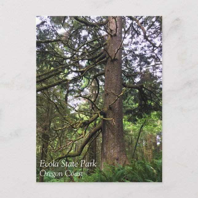 Cartão Postal Eco-a State Park, Cannon Beach, Oregon (Frente)