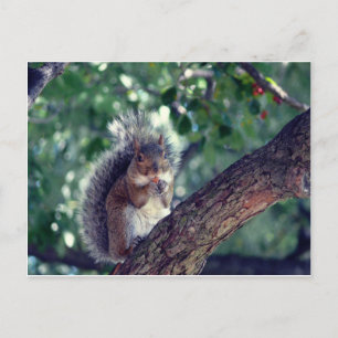 Cartão Postal Écureuil