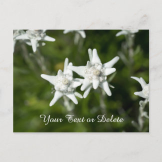 Cartão Postal Edelweiss Bloom