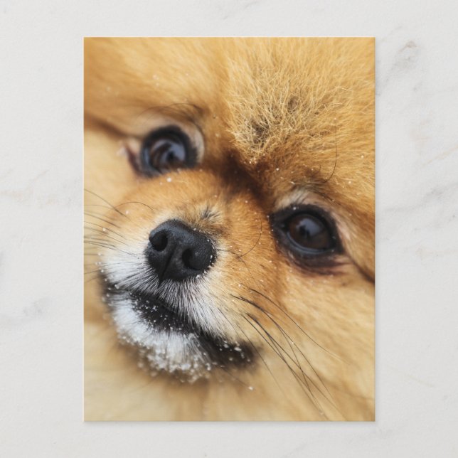 Cartão Postal Edgrrr nº 1 (Frente)