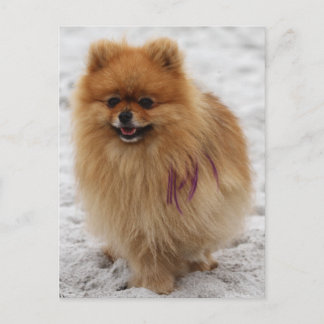 Cartão Postal Edgrrr nº 2 - Pomeraniano