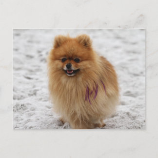 Cartão Postal Edgrrr nº 2 - Pomeraniano