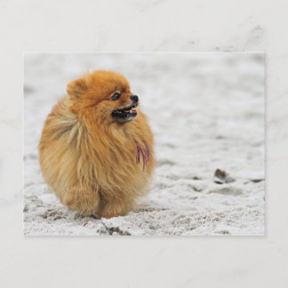 Cartão Postal Edgrrr nº 3 - Pomeraniano