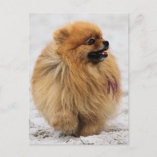Cartão Postal Edgrrrr #3 - Pomerânia