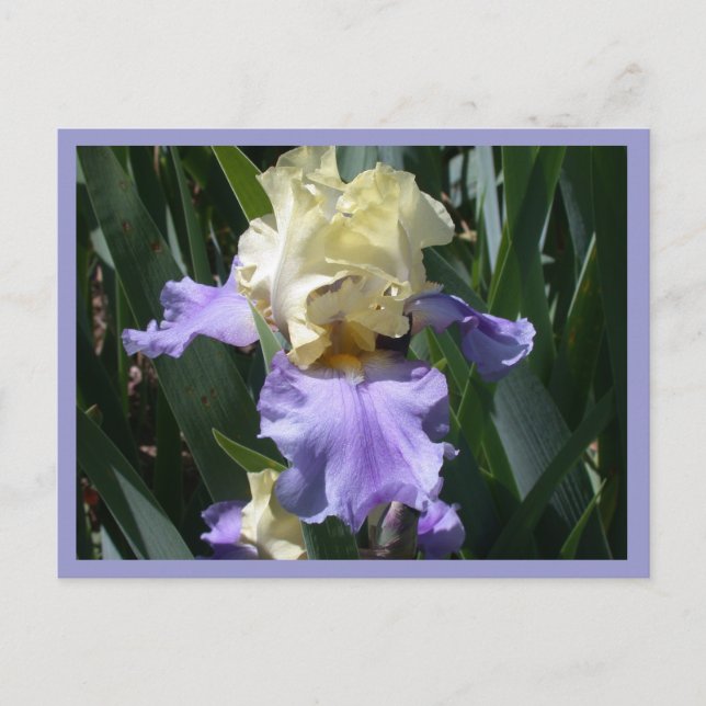 Cartão Postal Edith Wolford (Frente)