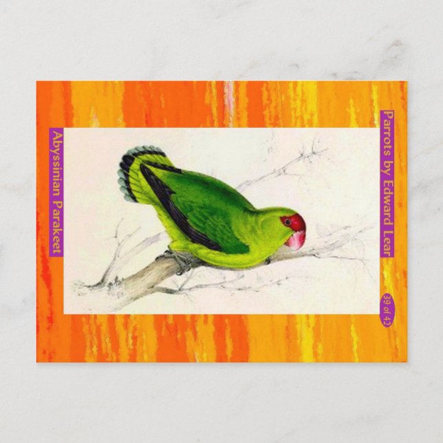 Cartão Postal Edward Lear. Abissiniano Parakeet. (Frente)