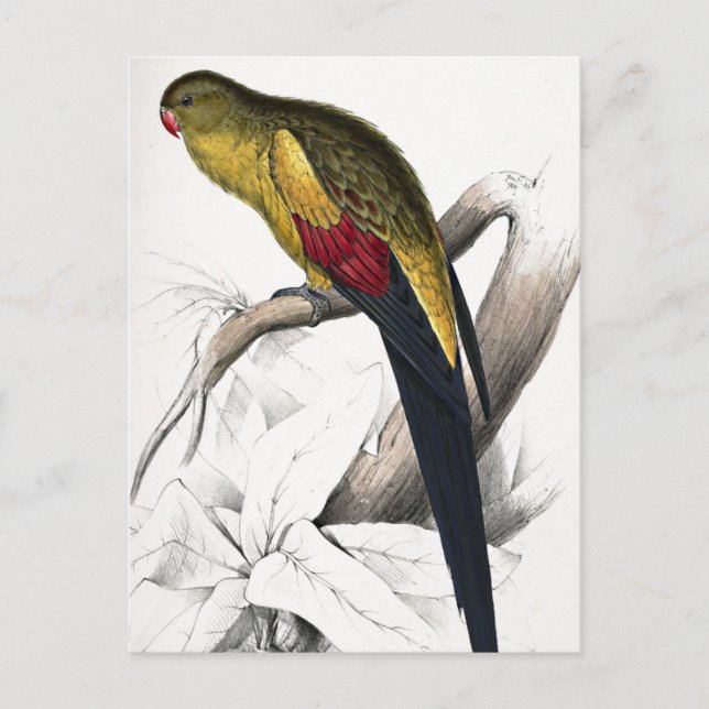 Cartão Postal Edward Lear Bird Blacktail Parakeet (Frente)