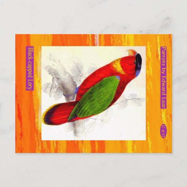 Cartão Postal Edward Lear. Lory de capa negra. (Frente)