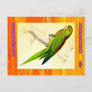 Cartão Postal Edward Lear. Macaw de periquito anão.