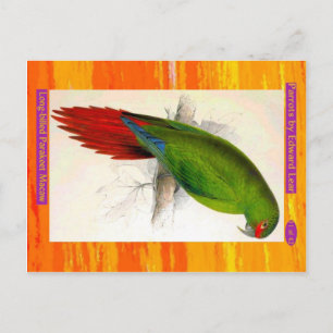 Cartão Postal Edward Lear. Macaw de periquito de bico longo.