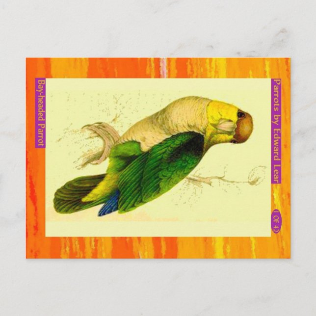 Cartão Postal Edward Lear. Papagaio com cabeça de baía. (Frente)
