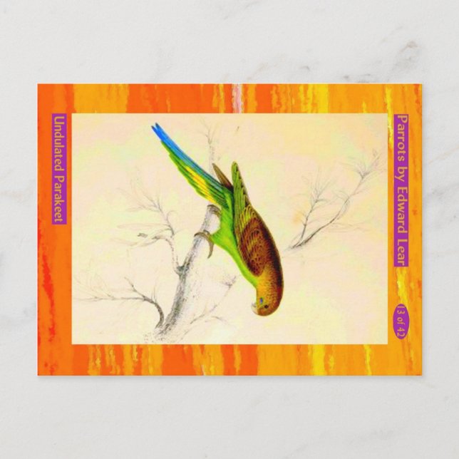 Cartão Postal Edward Lear. Parakeet sem delação. (Frente)
