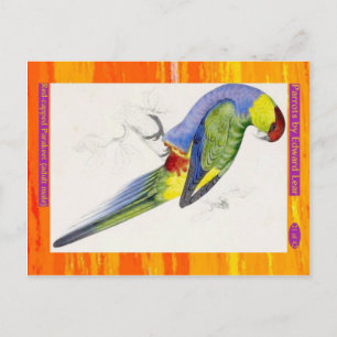 Cartão Postal Edward Lear. Periquito de capa vermelha. Homem adu