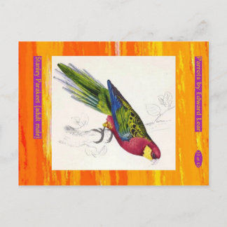 Cartão Postal Edward Lear. Stanley Parakeet. Homem adulto.