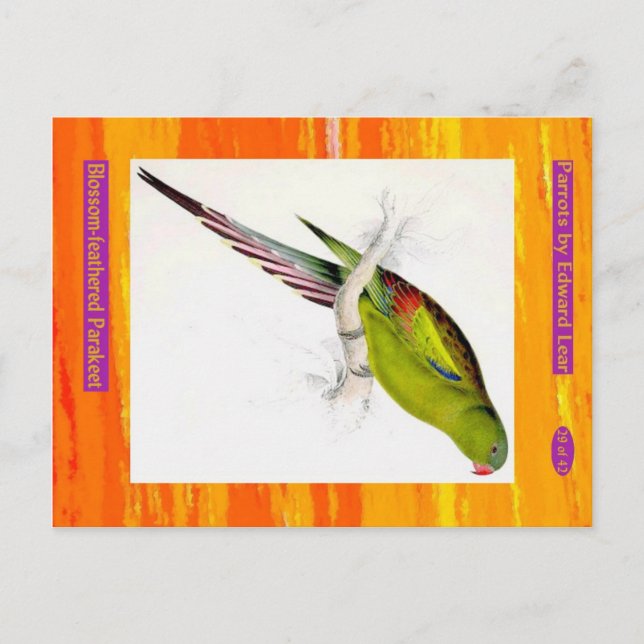 Cartão Postal Edward Lear. Um periquito com penas de flores. (Frente)