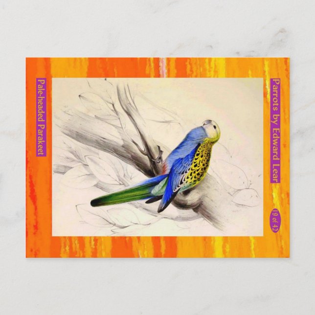 Cartão Postal Edward Lear. Um periquito pálido. (Frente)