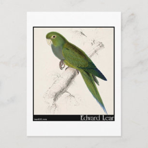 Cartão Postal Edward Lear's Dwarf Parakeet-Macaw