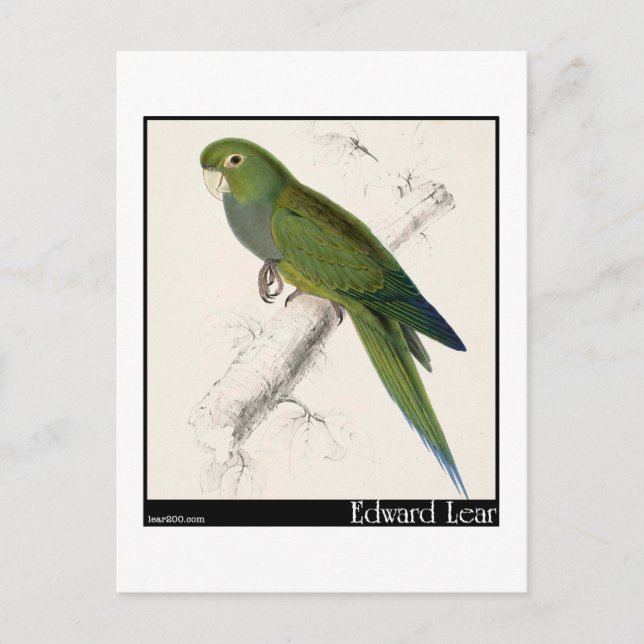Cartão Postal Edward Lear's Dwarf Parakeet-Macaw (Frente)
