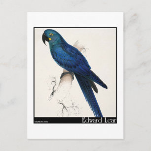 Cartão Postal Edward Lear's Hyacinth Macaw