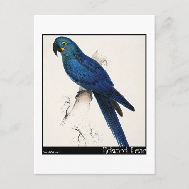 Cartão Postal Edward Lear's Hyacinth Macaw (Frente)