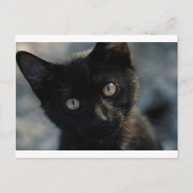 Cartão Postal EEK Black Cat Scary (Frente)