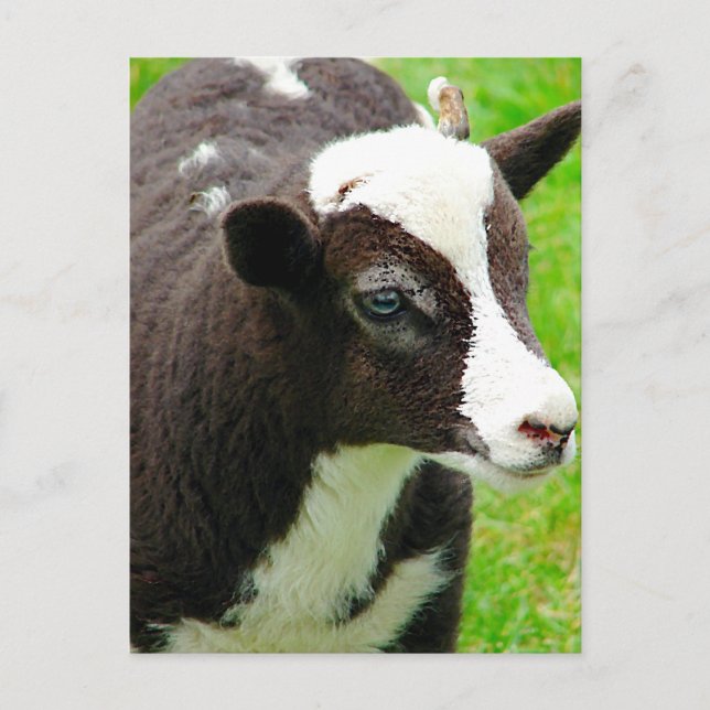 Cartão Postal Efeito da Tinta do Óleo de Lamb da Amy (Frente)