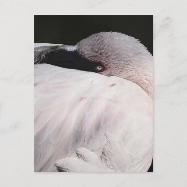 Cartão Postal Efeito de desenho de retrato de Flamingo Rosa Arte (Frente)
