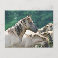 Efetivo de Cavalos de Brumby da Austrália