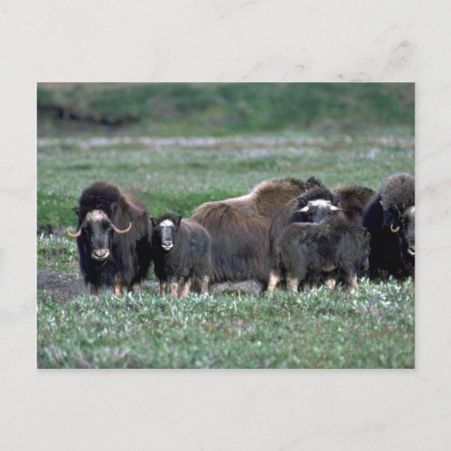 Cartão Postal Efetivo de Musk Oxen em Tundra (Frente)